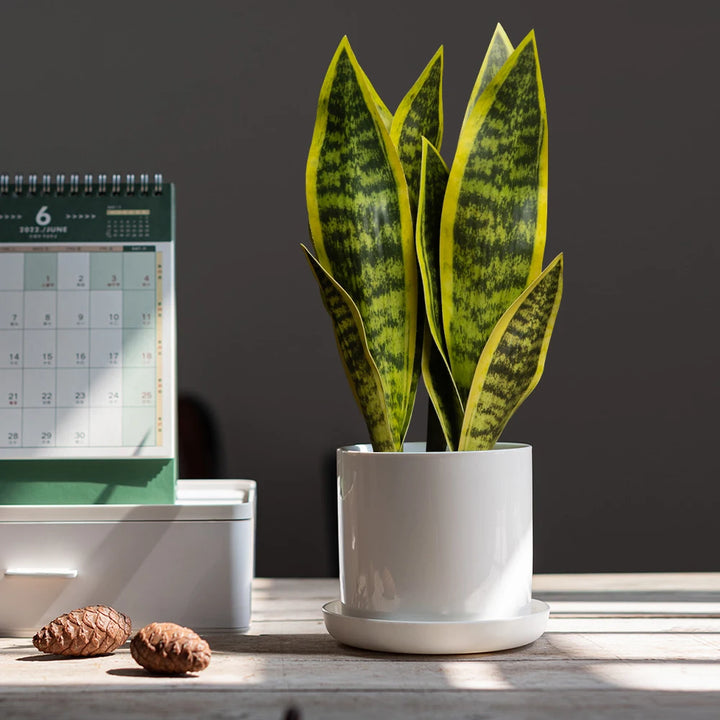 Artificial Aloe Vera Plant – 32/37cm Fake Succulent Decor